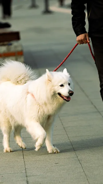 Uploaded photo, vertical: a white dog on a red leash walking beside its owner.